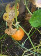 Klikněte pro zvětšení obrázku p1i93l11fj11ud196kcl11np418gvc.jpg