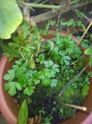 Klikněte pro zvětšení obrázku p1i93l11fjmbmunj1i7dv36klkd.jpg