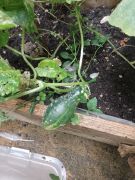 Klikněte pro zvětšení obrázku p1i8pd7grf1qsp19dm1eosec5kuc5.jpg