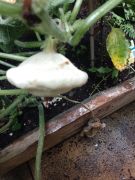 Klikněte pro zvětšení obrázku p1i8pd7grg5up4p3gmn7kt2qh6.jpg