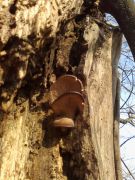 Klikněte pro zvětšení obrázku p1bctbq8ushi04hdmi61olg125ff.jpg