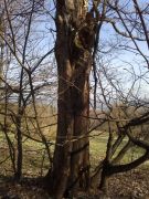 Klikněte pro zvětšení obrázku p1bctbq8ut5b4ifcrsk1oqu180sg.jpg