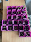 Klikněte pro zvětšení obrázku p1i8pd2bs912c61ti2e1t1mmotsri.jpg