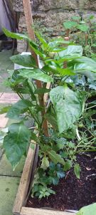 Klikněte pro zvětšení obrázku p1i8pctgmq12gd6nh1hg7n11id86.jpg