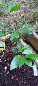 Klikněte pro zvětšení obrázku p1i8pctgms1e6gch01r3f14ara7sd.jpg