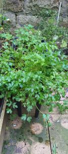 Klikněte pro zvětšení obrázku p1i8pctgmupnss2d1akd1ccff02g.jpg