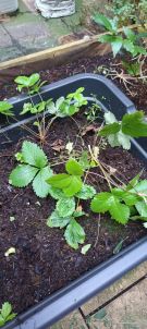 Klikněte pro zvětšení obrázku p1i8pctgn01sg91u75ameeo11qibh.jpg