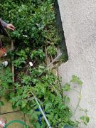 Klikněte pro zvětšení obrázku p1fffai6r41kn7p9l1ddv8tq1iejv.jpg
