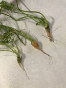 Klikněte pro zvětšení obrázku p1gejtuv5a7vg1bvb1tl1tqfbk94.JPEG