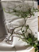 Klikněte pro zvětšení obrázku p1gejtuv5b18ij1fi219oa100utc98.JPEG