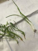 Klikněte pro zvětšení obrázku p1gejtuv5b1mp1t2q1mq8g67ljt7.JPEG