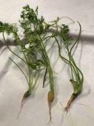 Klikněte pro zvětšení obrázku p1gejtuv5bk6bsui1hgr1lvp1kqp5.JPEG