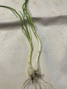 Klikněte pro zvětšení obrázku p1gejtuv5bout1j7l7uueealnm6.JPEG