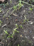 Klikněte pro zvětšení obrázku p1gejtuv5f1cogg8cd4n1d8l11k6m.JPEG