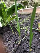 Klikněte pro zvětšení obrázku p1gejtuv5f1ub14o0sn2dsg1deno.JPEG