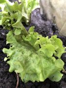 Klikněte pro zvětšení obrázku p1gejtuv5g199v1rpf1uae8v45ocs.JPEG