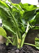 Klikněte pro zvětšení obrázku p1gejtuv5g1a4aejvmfg1t159o7q.JPEG