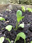 Klikněte pro zvětšení obrázku p1gejtuv5g1v7e1dgi3ck18l219gcr.JPEG