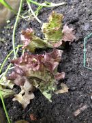 Klikněte pro zvětšení obrázku p1gejtuv5g29v4ha1u751e4h1j58p.JPEG