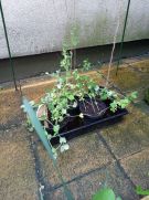 Klikněte pro zvětšení obrázku p1ge459usc159df7n91j19ve1du99.jpg