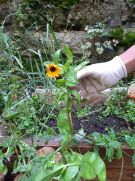 Klikněte pro zvětšení obrázku p1ge459usfuj5ljk1v00184f1vqdh.jpg