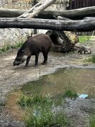 Klikněte pro zvětšení obrázku p1jrfkbr74maq1ev2d0010ejmua15.JPEG